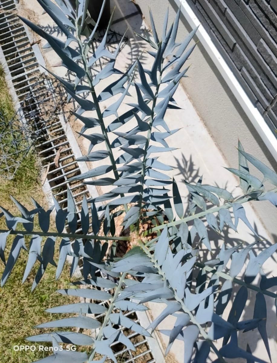 Amazon.co.jp: ホリダス 18cm 超特大 XXL コレクション株